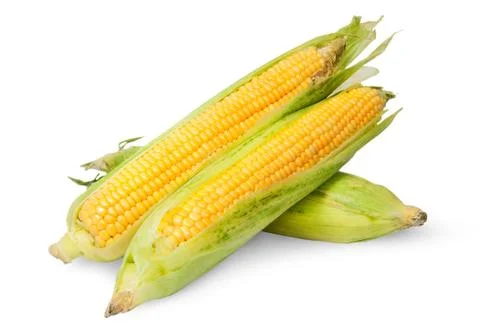 Three corn cob lying cross Stock Photos