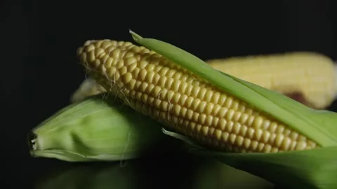 Three Corn Cobs Close-Up in Studio Stockbeeldmateriaal 142813671