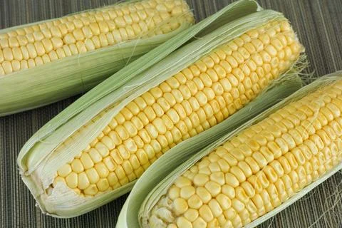 Three corn cobs with the husk lying on a mat Stock Photos