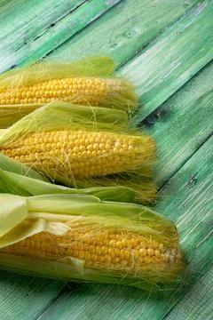 Three corn cobs partially husked to reveal bright yellow kernels Foto stock