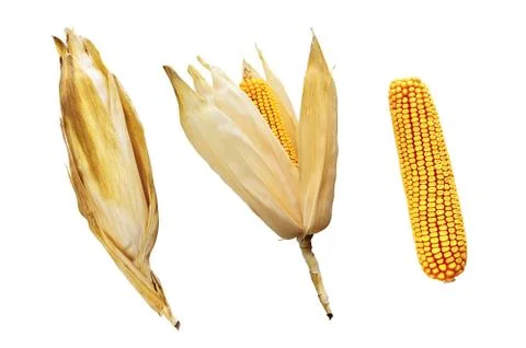 Three corn cobs Stock Photos