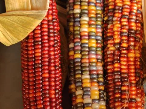 Three Corn Ears Stock Photos