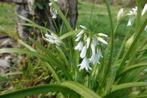 Three-cornered leek growing in spring garden Stock Photos
