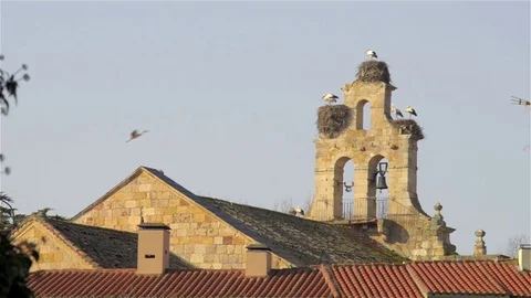 Three couples of storks nesting in the tower of a church Stock Footage 72810156