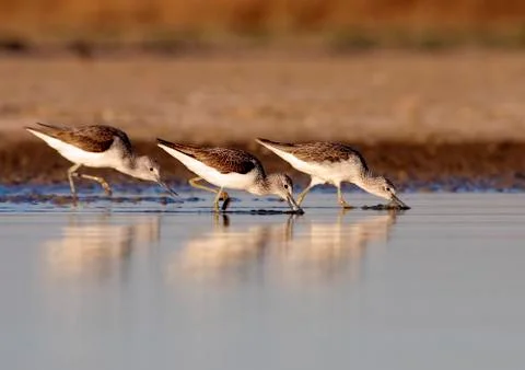 Three course redshank Stock Photos