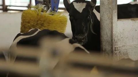 Three cows are in the barn Stock Footage 73554175