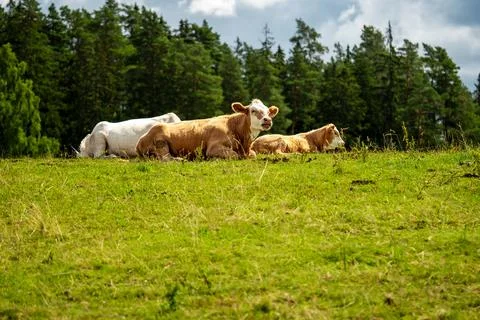 Three cows are lying on a green meadow on a sunny day. Two cows are brown, one Stock Photos