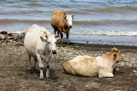 Three cows are resting on the riverside near the water in a cloudy day Stock Photos