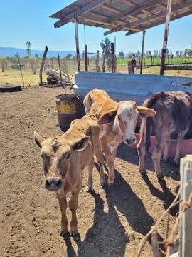 Three cows are standing in a dirt pen, vertical view Stock Photos