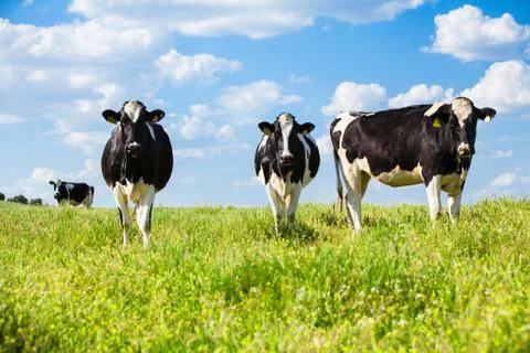Three cows at the countryside Stock Photos