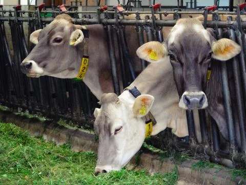 Three cows in cowshed Stock Photos