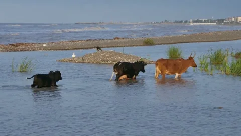 Three cows cross shallow coastal waters with wave Stock Footage 318681533