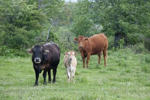 Three cows with different colours on a green field looking to the camera. Sor Stock Photos