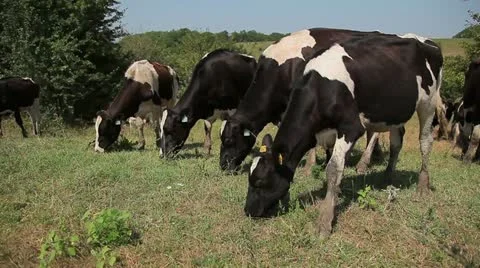 Three cows eat grass Vídeo Stock 10917194