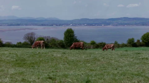 Three Cows Eating Grass in the Field Video stock 68421219