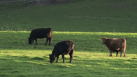 Three cows eating grass in a meadow at the golden hour. Stock Footage 248781105