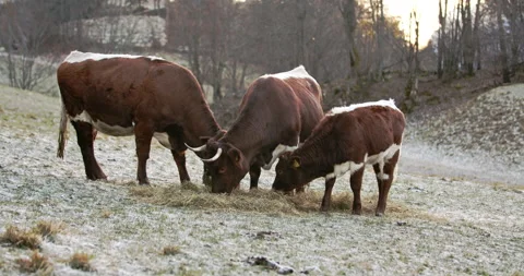 Three cows eating hay in on a cold frozen morning in the nature Video stock 149493907