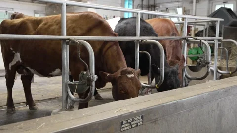 Three cows eating hay in a modern dairy barn Stock Footage 337742473