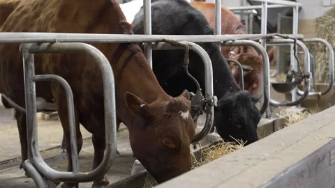 Three cows eating hay in a modern dairy barn stall Stock Footage 337744908