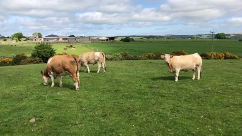 Three cows in a Field Stock Footage 132282525