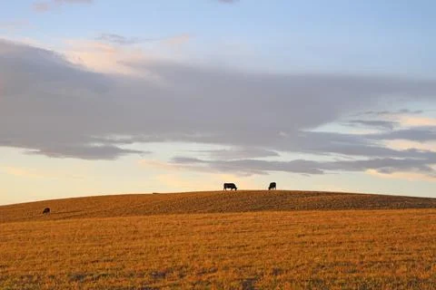 Three cows on the field Stock Photos