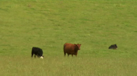 Three Cows  스톡 동영상 329690