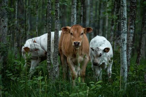 Three Cows in a Forest with Slender Light Barked Trees Stock Photos
