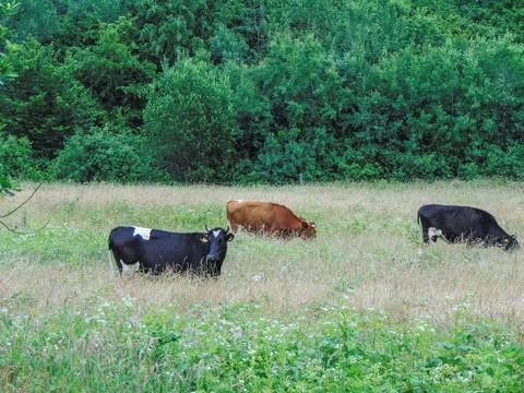 Three cows in the grass in the summer. In Maramures, Romania Foto stock