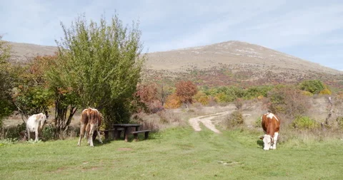 Three cows graze in the meadow under the mountain 스톡 동영상 263062578