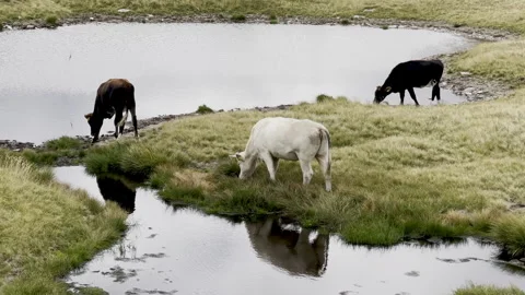 Three cows grazing by alpine lake - Rural mountain pasture in Italy Stock-Footage 328404605