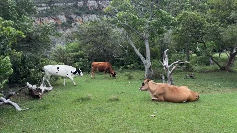 Three cows grazing and resting in a lush green meadow with a forest backdrop Stock Footage 330196058