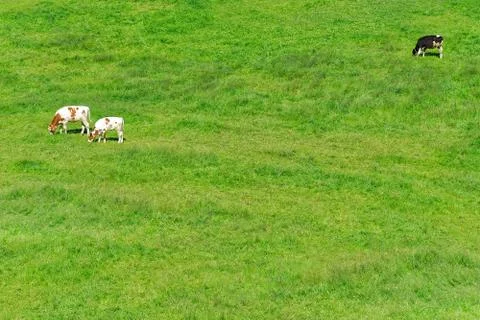 Three cows grazing in a field Fotos Stock