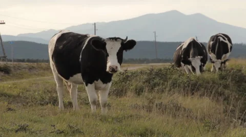 Three cows grazing by a road. One looking straight into the camera and peeing Stock Footage 67596018