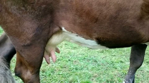 Three cows on green field. 動画素材 99298597