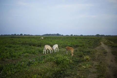 Three cows in a green field Stock Photos