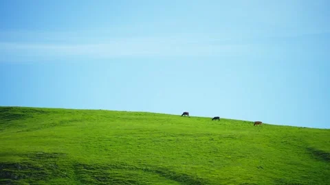 Three cows on a green hillside, minimalist style Stock Footage 314635136