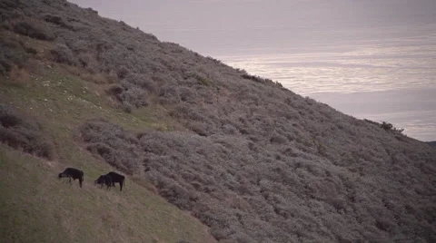 Three Cows High ABove the Ocean Stock Footage 42403039