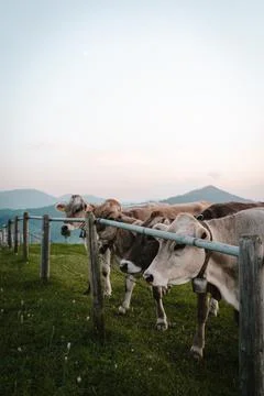 Three cows looking at camera - different colored animals with sunset Stock Photos