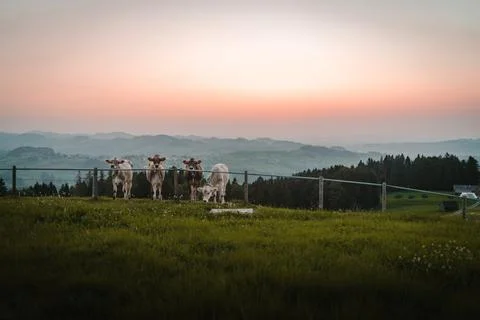 Three cows looking at camera - different colored animals with sunset Stock Photos