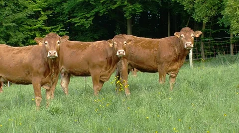 Three cows looking into the camera Stock Footage