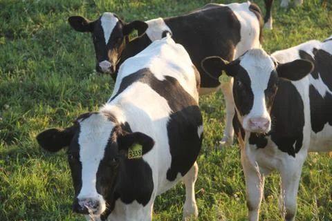Three cows looking at the camera Stock Photos