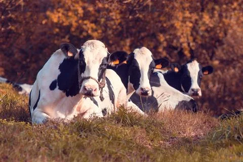 Three cows lying on the grass Foto stock