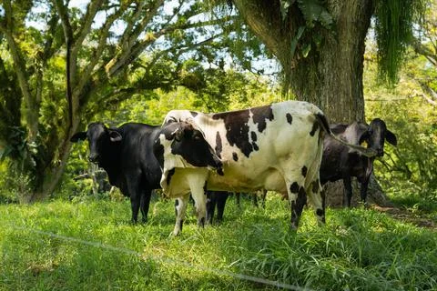 Three cows in a paddock under two large trees. cows without horns, one whit.. Stock Photos