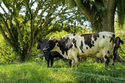 Three cows in a paddock under two large trees. cows without horns, one whit.. Stock Photos