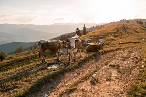 Three cows on a pasture on a mountain range against the backdrop of a shepher Stock Photos