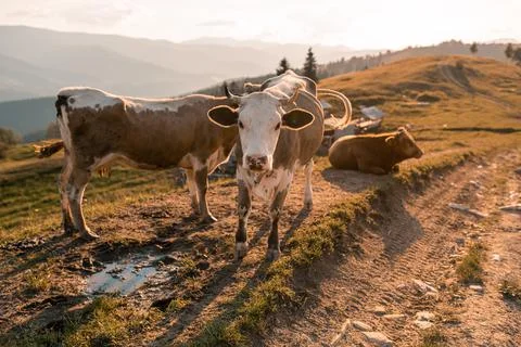 Three cows on a pasture on a mountain range against the backdrop of a shepher Stock Photos