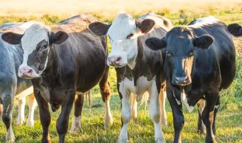 Three cows Stock Photos