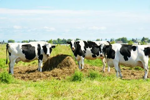 Three cows Stock Photos