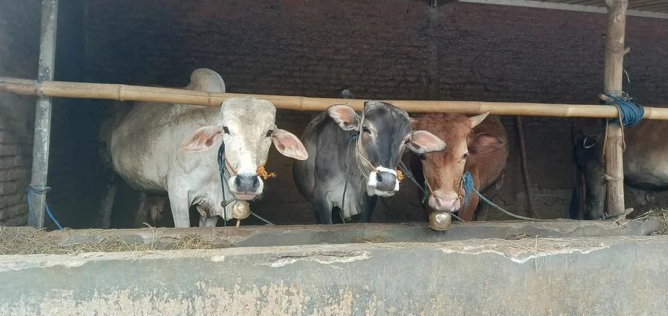 Three Cows Stock Photos