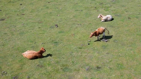 Three cows resting on a green grassy field under the sun. Stock Footage 324506308
